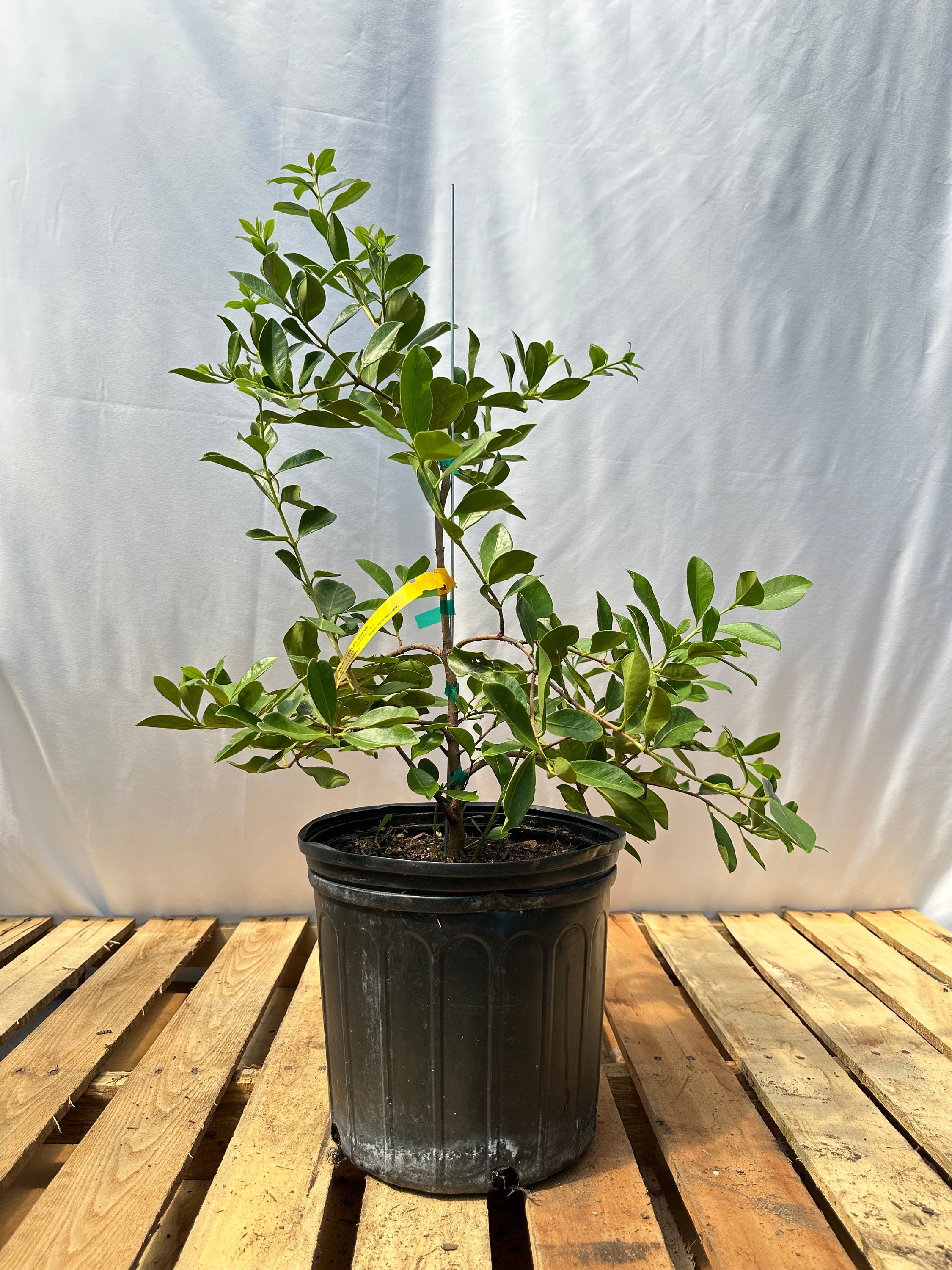 Lemon Cattley Guava Tree 3 Gallon - Etsy