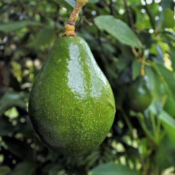 Avocado Etsy Avocado Etsy