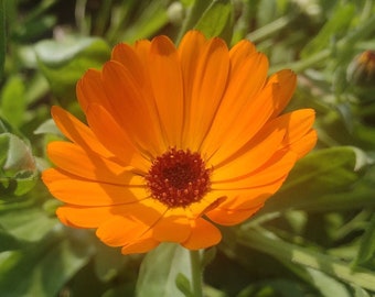 Calendula - Pot Marigold Seeds