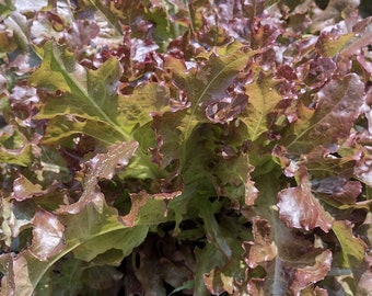 Red Oak Leaf Lettuce Seeds