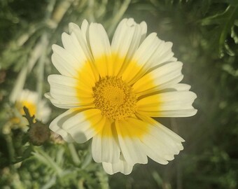 Tong Ho Large Leaf Chrysanthemum Seeds