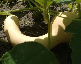 Canada Crookneck Winter Squash Seeds