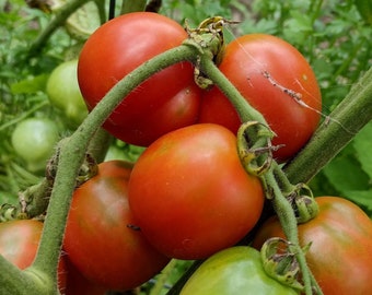 Glacier Red Tomato Seeds