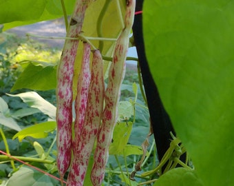 Diecimino Pole Bean Seeds