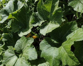 Green Zucchini Squash Seeds