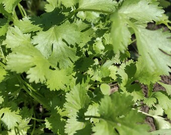 Coriander Seeds