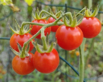 Little Sparrow Red Currant Tomato Seeds