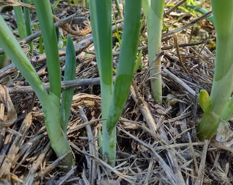 Green Bunching Onion Seeds