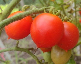 Principe Borghese Grape Tomato Seeds