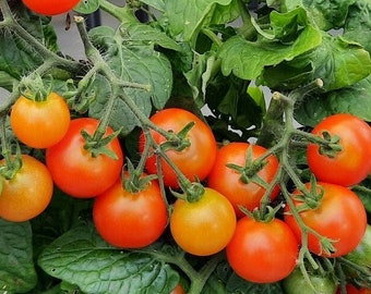 Red Robin Dwarf Tomato Seeds