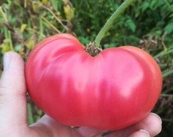 Semences de tomate allemande rosé