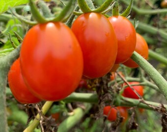 Red Grape Tomato Seeds