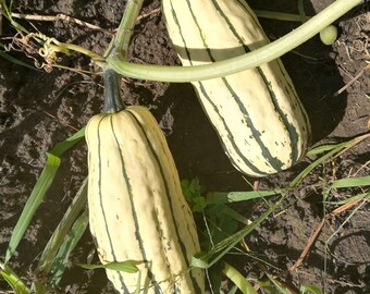 Delicata Winter Squash Seeds