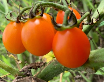 Cheeseman Orange Grape Tomato Seeds