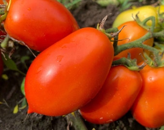 Roma Red Italian Tomato Seeds