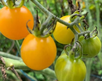 Golden Yellow Currant Tomato Seeds