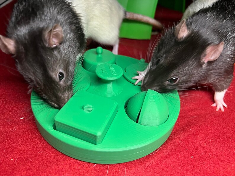 Foraging Toy for Smart Rats rat Puzzle Treat Toy Etsy