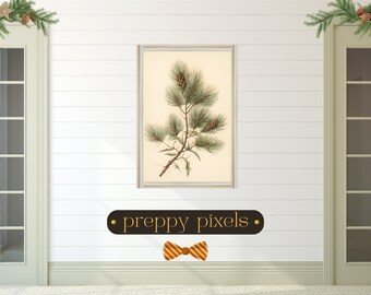 May include: A framed botanical illustration of a pine branch with green needles and brown cones against a cream background. The frame is a simple, light brown wood.