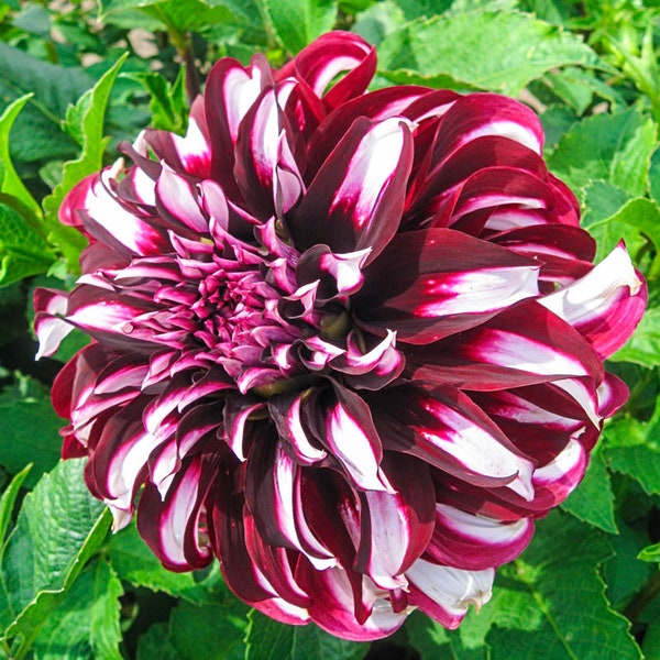 Tartan Dahlia