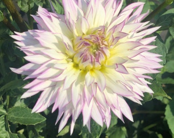 Crazy Love Dahlia