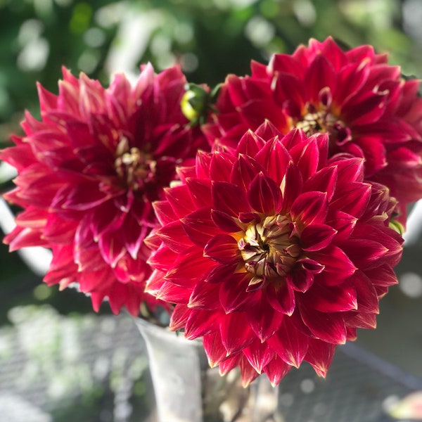 Bohemian Spartacus Dahlia