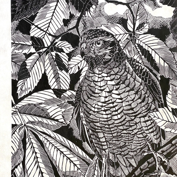 Sparrow hawk Lino print