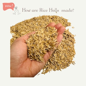 May include: A close-up of a hand holding a pile of light brown rice hulls. The rice hulls are small, thin, and have a slightly rough texture. The background is white.