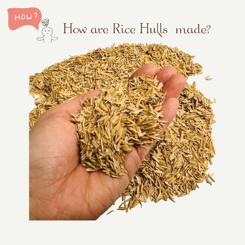 May include: A close-up of a hand holding a pile of light brown rice hulls. The rice hulls are small, thin, and have a slightly rough texture. The background is white.