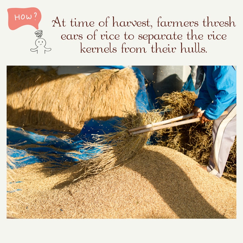 May include: A person uses a long wooden tool to separate rice kernels from the husks. The rice is piled high on a blue tarp, with more husks in the background.
