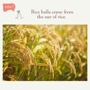 May include: Close-up of a field of golden rice stalks. The rice is growing in rows and the stalks are bent over with the weight of the rice. The rice is ready to be harvested. "Rice hulls come from the ear of rice."
