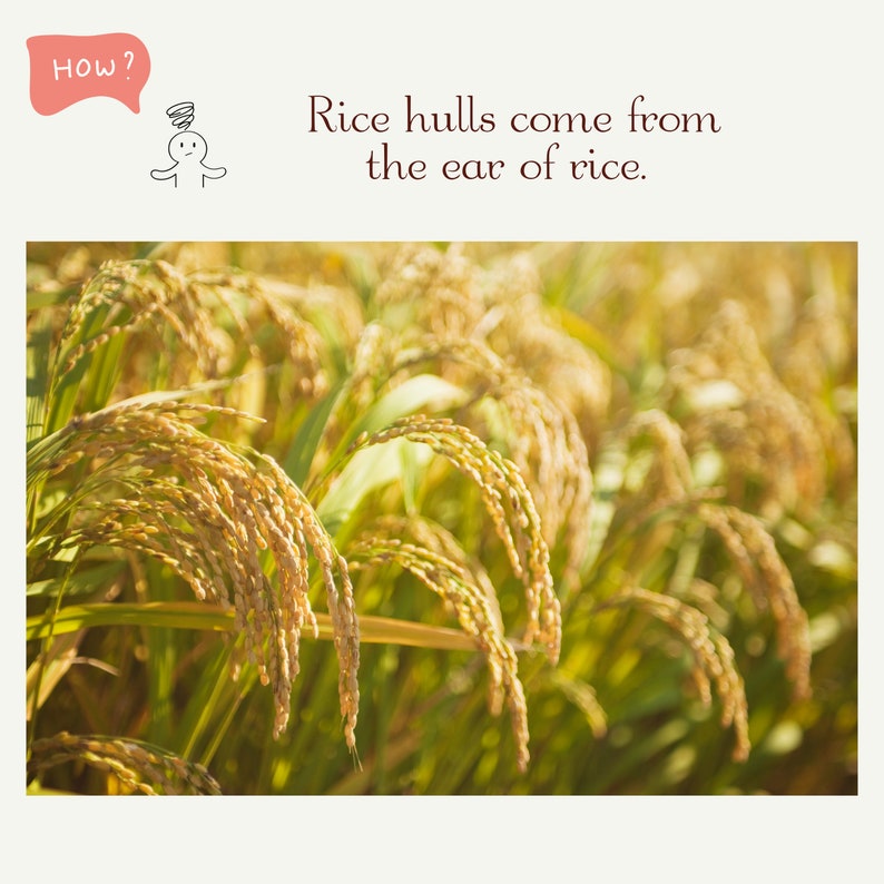 May include: Close-up of a field of golden rice stalks. The rice is growing in rows and the stalks are bent over with the weight of the rice. The rice is ready to be harvested. "Rice hulls come from the ear of rice."