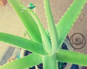 Plant Music Aloe Vera Meditation Music 432hz
