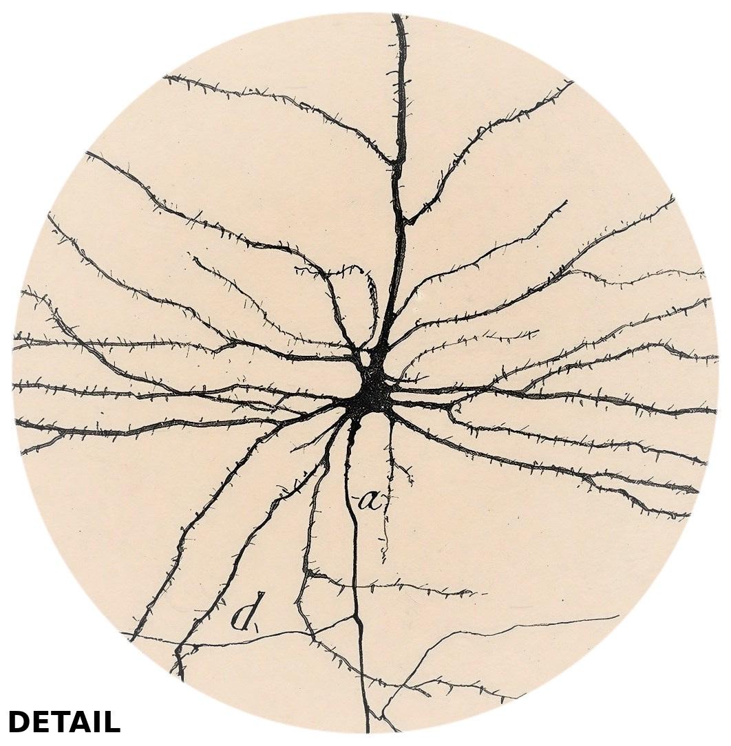 Pyramindal Neuron Pyramidal Neuron Vintage Drawing | Brain Cell by Santiago Ramon Y Cajal ...