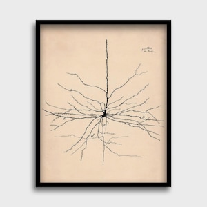 May include: A black and white illustration of a neuron, a type of nerve cell, with a long axon and many dendrites. The illustration is labeled with the letters "a", "b", "c", and "d".