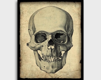 1877年アンティーク手彩色版画 - 「Atlas d'Anatomie Descriptive