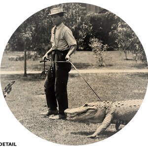 Taking The Alligator For A Walk, Funny Vintage Aged Photo Print Alligator on a Leash Being Walked, Dangerous Animal Poster Print Wall Art