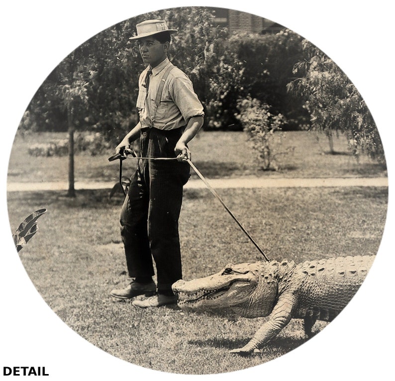 Taking The Alligator For A Walk, Funny Vintage Aged Photo Print Alligator on a Leash Being Walked, Dangerous Animal Poster Print Wall Art