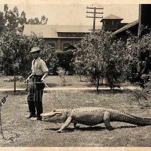 Taking The Alligator For A Walk, Funny Vintage Aged Photo Print Alligator on a Leash Being Walked, Dangerous Animal Poster Print Wall Art