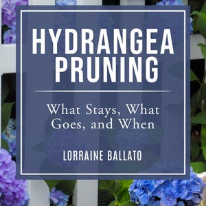 May include: A book cover titled HYDRANGEA PRUNING: What Stays, What Goes, and When by Lorraine Ballato. The cover features a background of blue and purple hydrangea flowers behind a white picket fence, with a hand in a red and white glove holding shears.