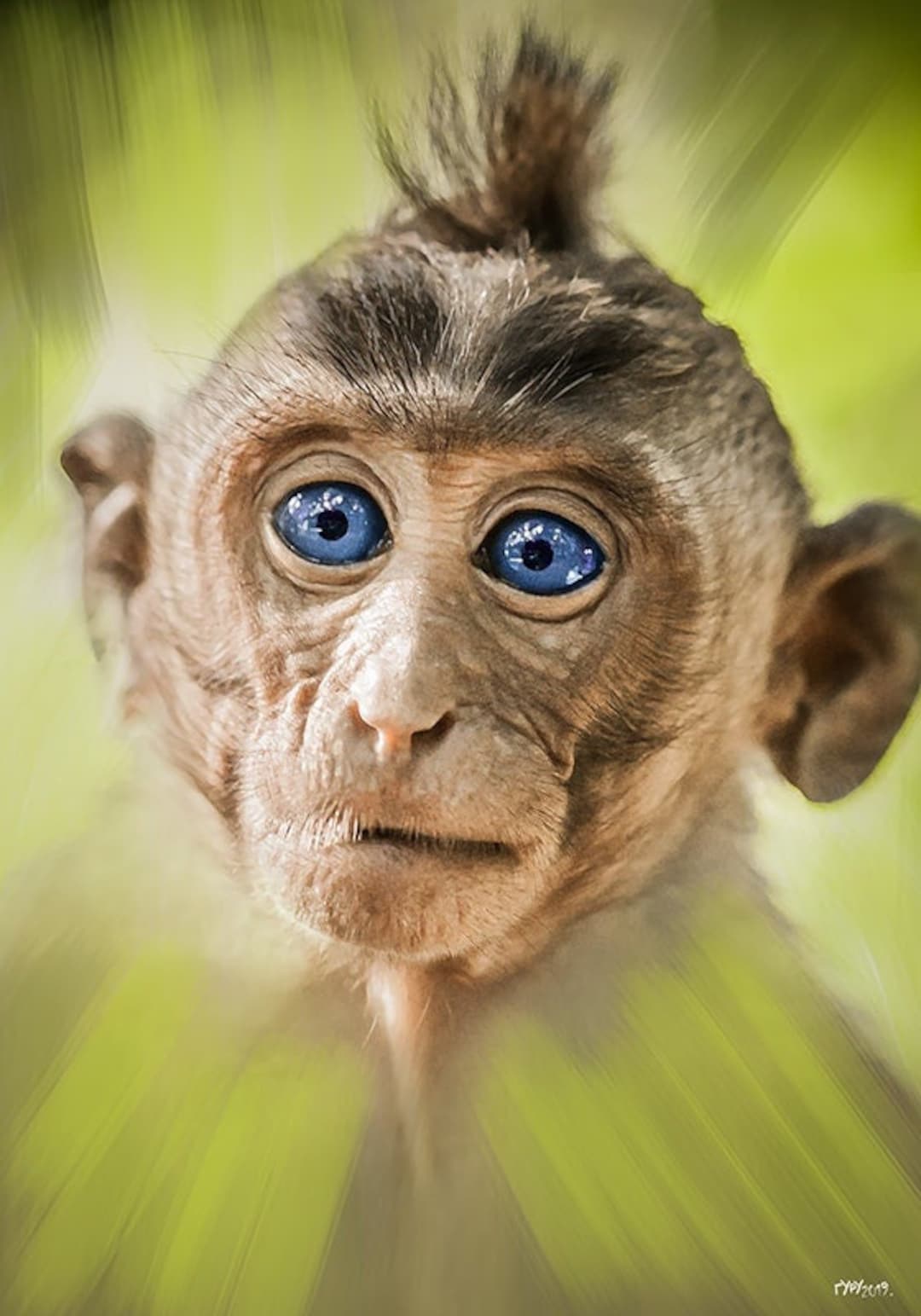 Little Monkey | Large Format Canvas Fine Art Photography From