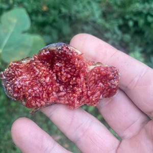 Ficus carica, figuier, issus de semis, production précoce, bonnes figues noires