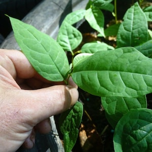 Asimina triloba, Paw paw, 10 a 500 plantas al año, (leer atentamente el anuncio).