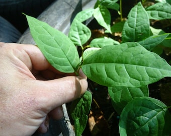 Asimina triloba, Asiminier trilobé, Paw paw, 10 à 500 plantes de l'année, (bien lire l 'annonce).