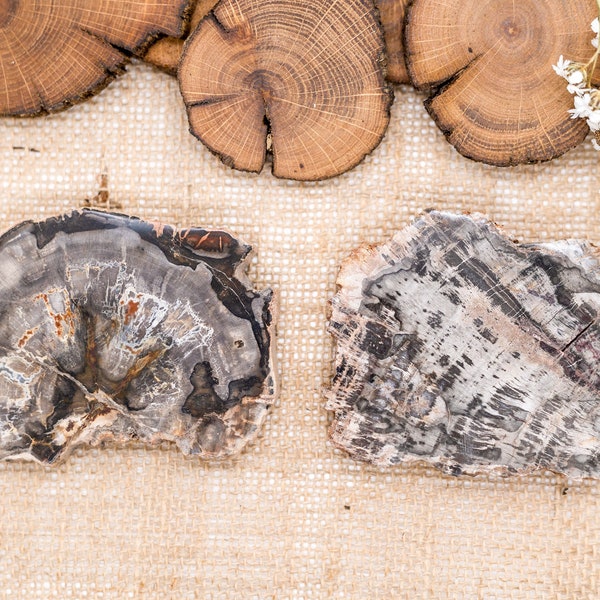 Petrified wood plate, large fossil wood slice