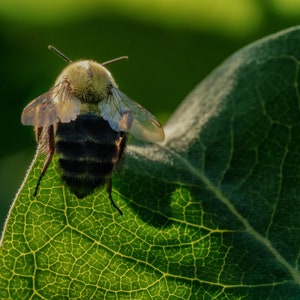 Bumblebee Bumbling On A Bush ARCHIVAL PRINT