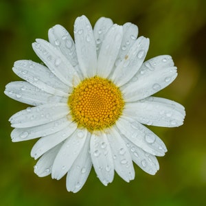 Daisy ARCHIVAL PRINT