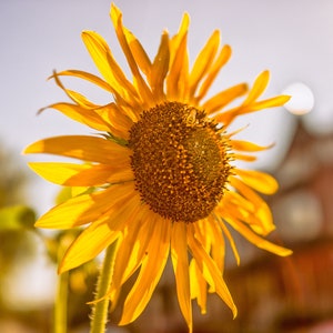 Sunflower And A Bee ARCHIVAL PRINT