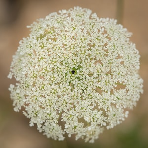 Queen Anne&#39;s Lace ARCHIVAL PRINT
