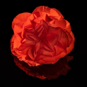 Red Begonia ARCHIVAL PRINT
