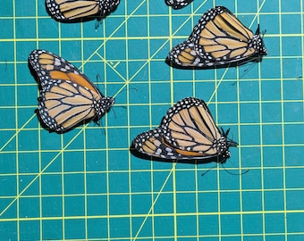 Set of 5 monarch butterfly specimens (danaus plexippus)